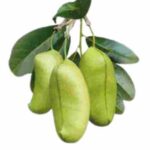 Sumatra slim belly tonic ingredients -Griffonia Simplicifolia​